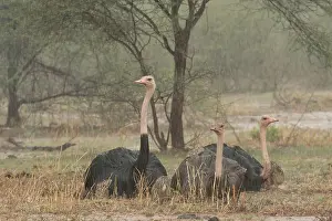 Severe Weather Prints: Three Masai ostriches (Struthio camelus massaicus) two males and female