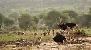Ratite Prints: Three Masai ostriches (Struthio camelus massaicus) two males and a female