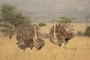 Territorial Prints: Two Masai ostriches (Struthio camelus massaicus) mayor female and satellite female
