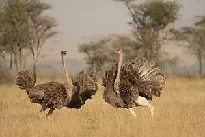 Territorial Prints: Two Masai ostriches (Struthio camelus massaicus) mayor female and satellite female