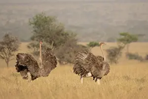 Territorial Prints: Two Masai ostriches (Struthio camelus massaicus) mayor female and satellite female