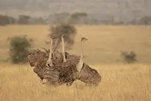 Territorial Prints: Three Masai ostriches (Struthio camelus massaicus) mayor female and satellite females