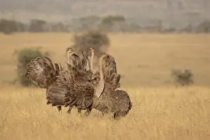 Territorial Prints: Three Masai ostriches (Struthio camelus massaicus) mayor female and satellite females