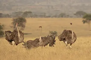 Territorial Prints: Three Masai ostriches (Struthio camelus massaicus) mayor female and satellite females