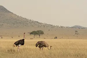 Serengeti Prints: Masai ostriches (Struthio camelus massaicus) pair