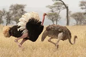 Serengeti Prints: Masai ostriches (Struthio camelus massaicus) pair