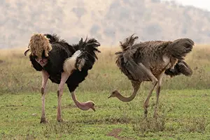 Ostrich Prints: Masai ostriches (Struthio camelus massaicus) pair