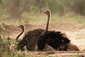 Sand Bath Prints: Masai ostriches (Struthio camelus massaicus) pair