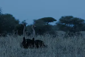 Masai ostriches (Struthio camelus massaicus) pair, resting on ground alert, watching for predators as chicks walk around behind, Tarangire National Park, Tanzania