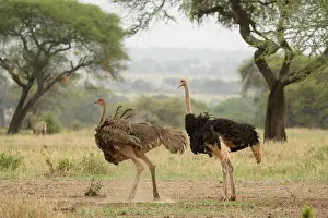 Ratite Prints: Masai ostriches (Struthio camelus massaicus) pair