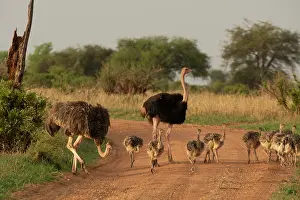 Crossing The Road Prints: Masai ostriches (Struthio camelus massaicus) pair with chicks crossing dirt road