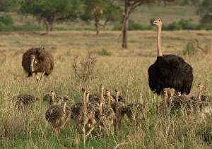 Ratite Prints: Masai ostriches (Struthio camelus massaicus) pair with chicks walking through grassland