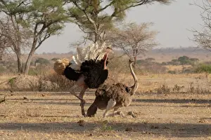 Ratite Prints: Masai ostriches (Struthio camelus massaicus) pair mating