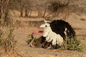 Ratite Prints: Masai ostriches (Struthio camelus massaicus) pair mating