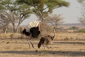 Ratite Prints: Masai ostriches (Struthio camelus massaicus) pair mating