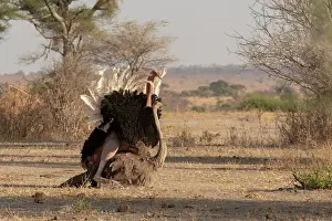 Ratite Prints: Masai ostriches (Struthio camelus massaicus) pair mating