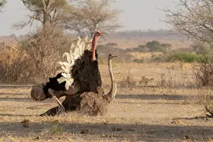 Ratite Prints: Masai ostriches (Struthio camelus massaicus) pair mating