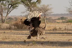 Ratite Prints: Masai ostriches (Struthio camelus massaicus) pair mating