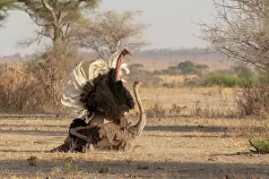 Copulation Prints: Masai ostriches (Struthio camelus massaicus) pair mating