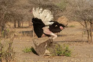 Copulation Prints: Masai ostriches (Struthio camelus massaicus) pair mating