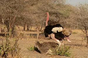 Copulation Prints: Masai ostriches (Struthio camelus massaicus) pair mating