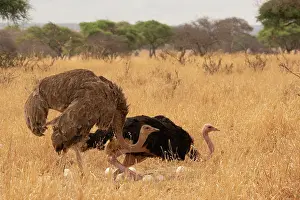 Incubating Prints: Masai ostriches (Struthio camelus massaicus) pair at nest
