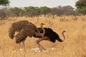 Incubating Prints: Masai ostriches (Struthio camelus massaicus) pair at nest