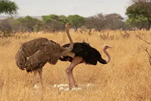 Incubating Prints: Masai ostriches (Struthio camelus massaicus) pair at nest