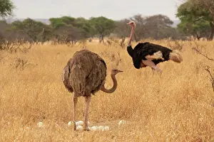 Incubating Prints: Masai ostriches (Struthio camelus massaicus) pair at nest