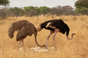 Incubating Prints: Masai ostriches (Struthio camelus massaicus) pair at nest