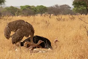 Incubating Prints: Masai ostriches (Struthio camelus massaicus) pair at nest