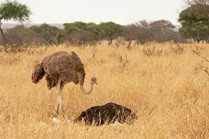 Incubating Prints: Masai ostriches (Struthio camelus massaicus) pair at nest