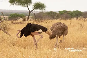 Incubating Prints: Masai ostriches (Struthio camelus massaicus) pair at nest