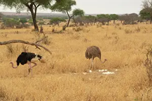 Incubating Prints: Masai ostriches (Struthio camelus massaicus) pair at nest site