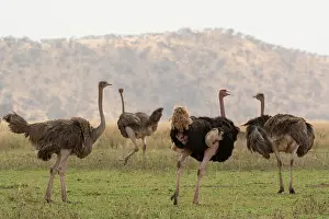 Nest Site Prints: Masai ostriches (Struthio camelus massaicus) pair with two satellite females in nesting territory