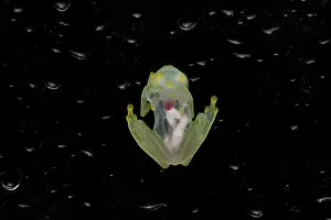Amphibia Gallery: Mashpi glassfrog (Hyalinobatrachium mashpi) underside, internal organs visible