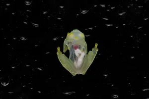 Mashpi glassfrog (Hyalinobatrachium mashpi) underside, internal organs visible. Captive, occurs in Ecuador