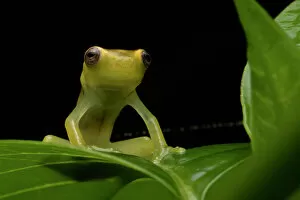 Amphibia Gallery: Mashpi torrenteer frog (Hyloscirtus mashpi) juvenile. resting on a leaf at night, Mashpi