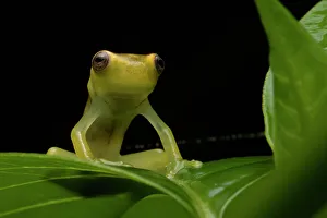 Mashpi torrenteer frog (Hyloscirtus mashpi) juvenile. resting on a leaf at night, Mashpi, Pichincha, Ecuador. Endangered