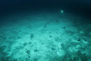 Mask rays (Neotrygon malaccensis) mass aggregation, speculated by scientists to be a reproductive event, on the sandy seafloor, Mu Koh Similan National Park, Phang-nga, Thailand