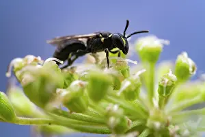 Colletidae Prints: Masked bee (Hylaeus sp.) resting on a flower, Lucerne, Switzerland. August