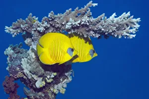 Masked butterflyfish (Chaetodon semilarvatus) with acropora coral. Egypt, Red Sea