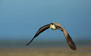 Mudflats Prints: Masked lapwing (Vanellus miles) in flight over mudflats