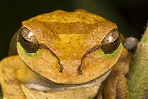 Smiling Prints: Masked tree frog (Smilisca phaeota) El Arenal region, Costa Rica