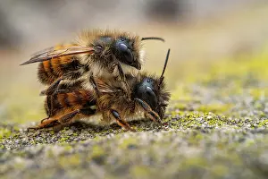 Apis Rufa Prints: Mason bees (Osmia bicornis) pair mating, Lucerne, Switzerland. April. Focus stacked Image