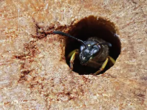 Wasp Prints: Mason wasp (Ancistrocerus sp.) female