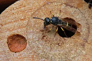 Wasp Prints: Mason wasp (Ancistrocerus sp.) female