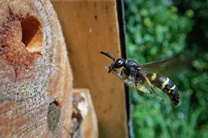 Wasp Prints: Mason wasp (Ancistrocerus sp.) female