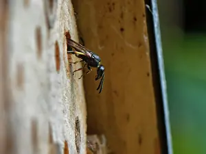 Wasp Prints: Mason wasp (Ancistrocerus sp.) female