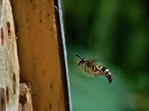 Wasp Prints: Mason wasp (Ancistrocerus sp.) female